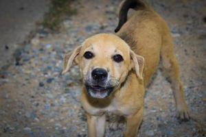 Homeless puppies are looking photo