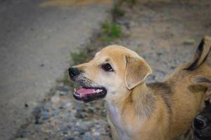 Homeless puppies are looking photo