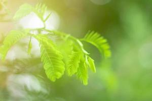 Blurred Leaves Abstract Background Green Leaf Bokeh Blurred Nature Bokeh nature wallpaper. Bokeh photo