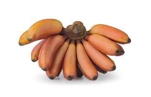 fresh red banana isolated on white background with Clipping Path, group of varieties of banana with reddish-purple skin. photo