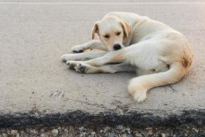 Yellow labrador retriever is waiting on the street photo