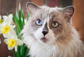 Ragdoll cat breed and a vase of narcissus on a wooden background photo