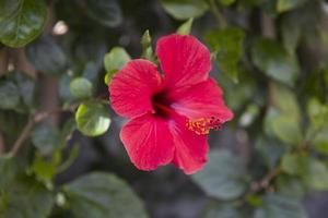 flor de hibisco rojo de la isla de madeira foto
