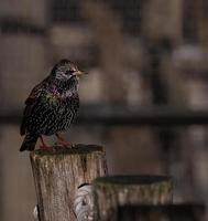 Starling standing on wood post photo