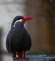 Inca tern looking up right photo