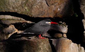 golondrina de mar inca en cornisa de roca foto