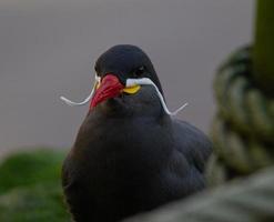 charrán inca cerrar plumaje nupcial foto