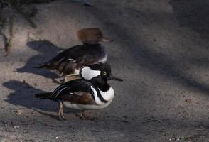 Two ducks walking side by side photo