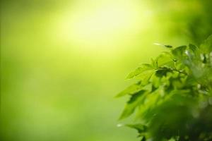 Closeup of beautiful nature view green leaf on blurred greenery background in garden with copy space using as background wallpaper page concept. photo