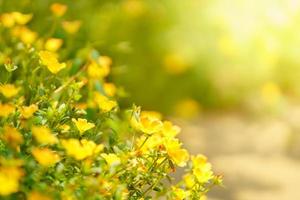 Closeup of yellow flower under sunlight with copy space using as background natural plants landscape, ecology wallpaper cover page concept. photo