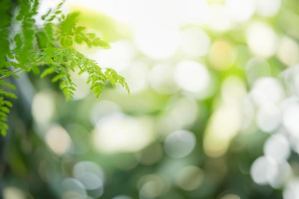 Closeup of beautiful nature view green leaf on blurred greenery background  in garden with copy space using as background wallpaper page concept.  8094453 Stock Photo at Vecteezy