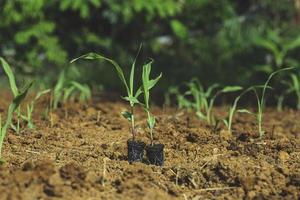 planta de maíz de brote verde que crece en la naturaleza foto