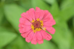 Zinnia flowers, tropical flowers, colorful flowers, close-up flowers. photo