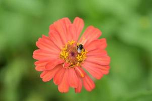 Zinnia flowers, tropical flowers, colorful flowers, close-up flowers. photo