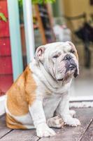 old english bulldog sitting photo