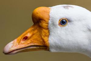 White goose head photo