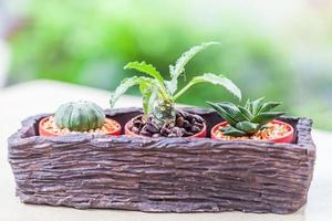 Small cactus in flower pots with cofee bean photo