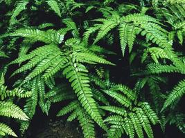 Green fern in a garden. Cyrtomium fortunei photo