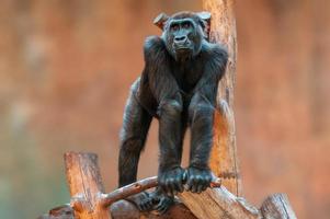 young gorilla stands on a tree and stares photo