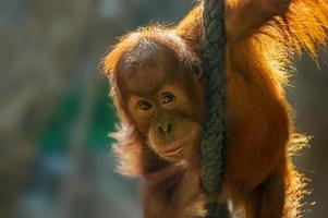 young orangutan child climbs on a rope photo