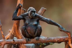 gorilla mother sitting on a tree photo