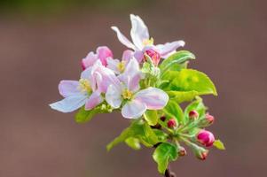 abranch con flores de manzana foto