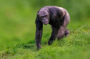west african chimpanzee airs through a meadow
