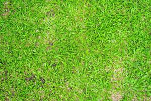 Green grass texture for background. Green lawn pattern and texture background. photo