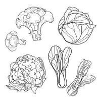 Line drawn set of types of cabbage Vector illustration.sketches isolated on white background. Vegetable collection. Linear graphic design. Black and white image of vegetables.