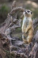 retrato de un solo meerkat o suricate de pie con fondo borroso, animal nativo africano, pequeño carnívoro perteneciente a la familia de la mangosta foto