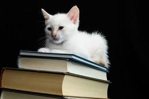 gato blanco joven bebé foto