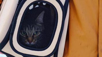 The cat is sitting in a carrier bag on the street in winter in the hands of a man and looks fearfully through the net. Moving a pet, visiting a veterinarian, convenience and safety video