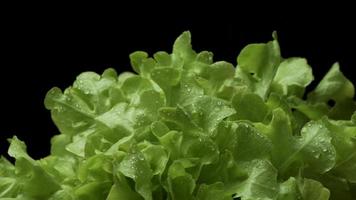 Fresh lettuce rotating on the black background with drops of water. video