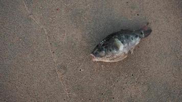 en fisk död liggande på en vit sandstrand, angripen av flugor. ekologi, havsbevarande, fisk dör av, marin. video