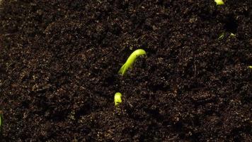 Wachsende Samen, die aus dem Boden aufsteigen, zeitraffer 4k-Filmmaterial. video