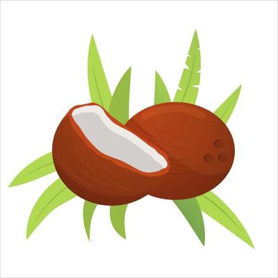 Coconut icon whole and broken nut with palm frond leaves .Fresh ripe pulp.Tropical concept for posters and banners. Flat illustration vector.Isolated on a white background.
