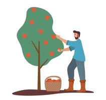 The man is harvesting apples. Fruit tree. Ripe red apples basket.Flat Illustration vector.Picking apple. vector