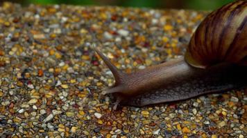 Garden snail crawling on pavement video