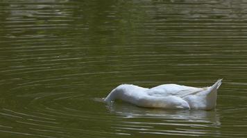 animale uccello anatra nel lago verde video