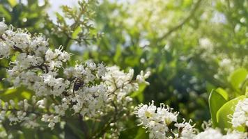 bij op bloem in de natuur video