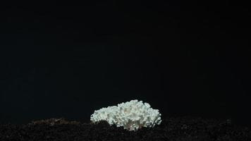 funghi di ostrica in crescita in aumento dal metraggio di lasso di tempo 4K del suolo. video