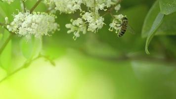 abelha em flor na natureza video