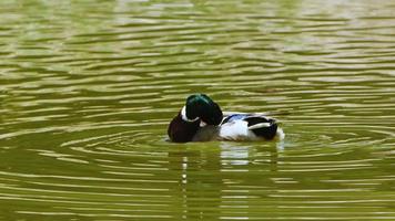 animale uccello anatra nel lago verde video