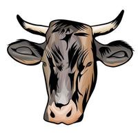 cow face vector White background