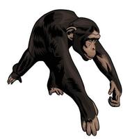 monkey running vector White background