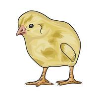 yellow chicks vector White background