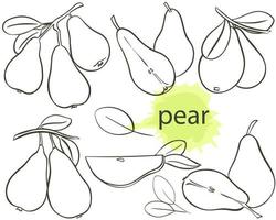 Contour image pear on tree, parts and foliage vector