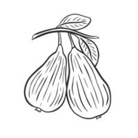 Pair of pears on branch with foliage sketch vector