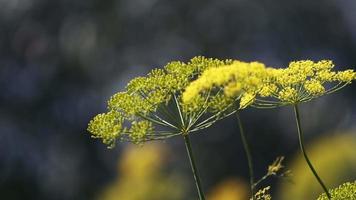 fleur d'aneth jaune dans le vent dans la nature video