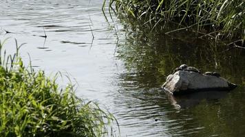 het meerwater in de natuur video